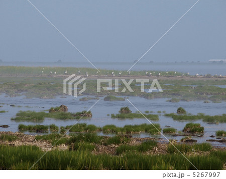 霧の野付半島 霧の野付半島 5267997