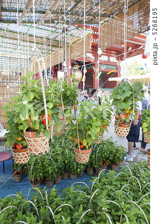 浅草 ほおずき市 浅草 ほおずき市 5268195