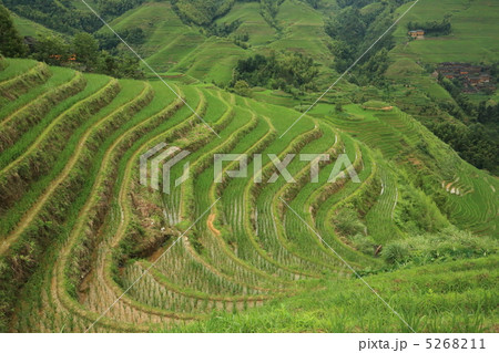 龍脊梯田(中国広西チワン族自治区-龍勝) 龍脊梯田(中国広西チワン族自治区-龍勝) 5268211