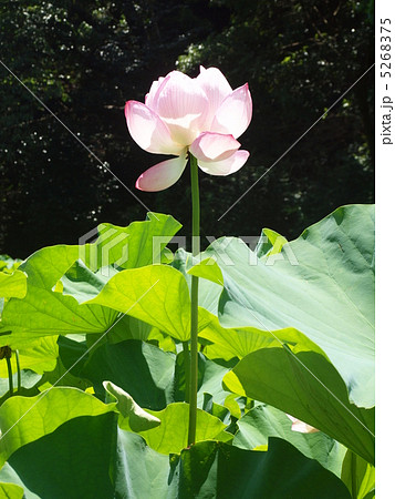 蓮の花 蓮の花 5268375