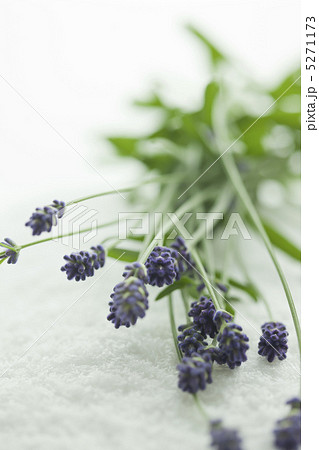タオルの上に置かれたラベンダーの花 タオルの上に置かれたラベンダーの花 5271173