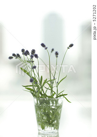 ラベンダーの花 5271202
