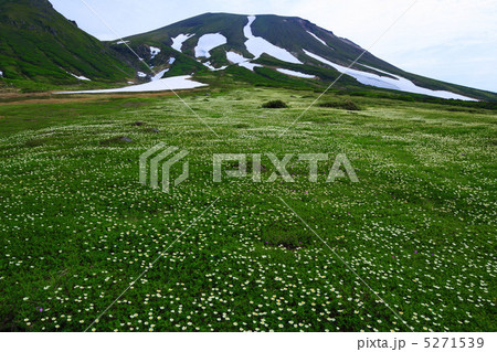 裾合平 チングルマと旭岳 5271539