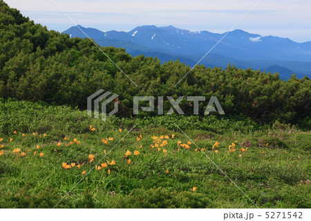 十勝岳連峰とエゾカンゾウ 十勝岳連峰とエゾカンゾウ 5271542