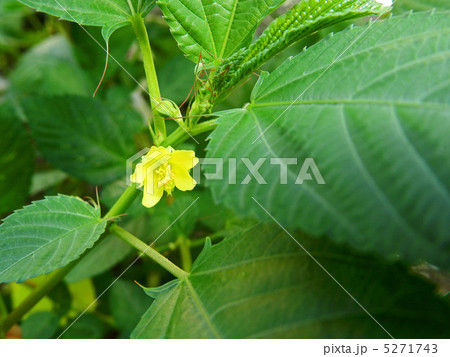 モロヘイヤの花の写真素材