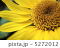 ひまわり 5272012