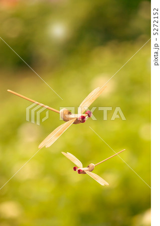 竹細工の赤とんぼ 5272152