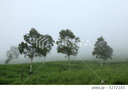 白樺と靄 5272183