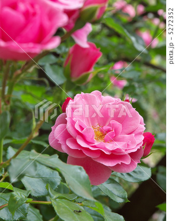 ロイヤル・ボニカ 5272352