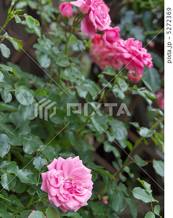 ロイヤル・ボニカ 5272369