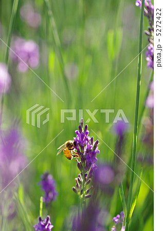 ラベンダーとミツバチ ラベンダーとミツバチ 5272422