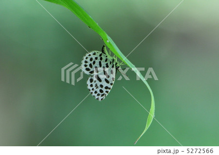 ゴイシシジミ ゴイシシジミ 5272566