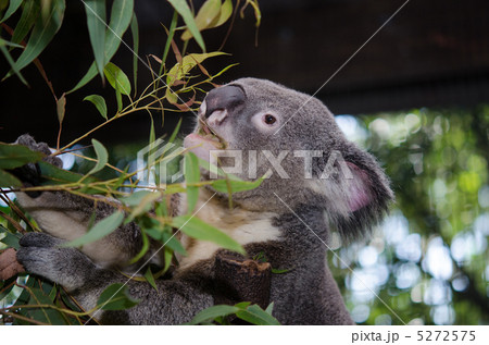食事中のコアラ 5272575