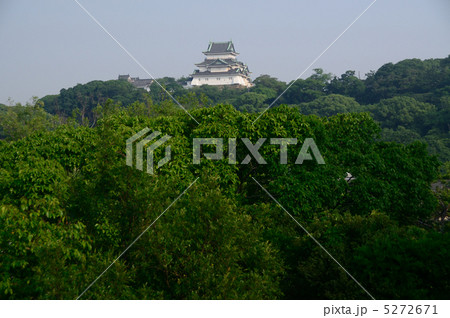 和歌山城(岡公園より) 5272671