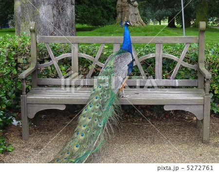 孔雀 5272761
