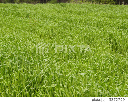 緑のじゅうたん 5272799