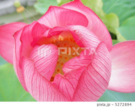 蓮の花 大賀蓮 オオガハス 花言葉 純真な心 Lotus Flowerの写真素材