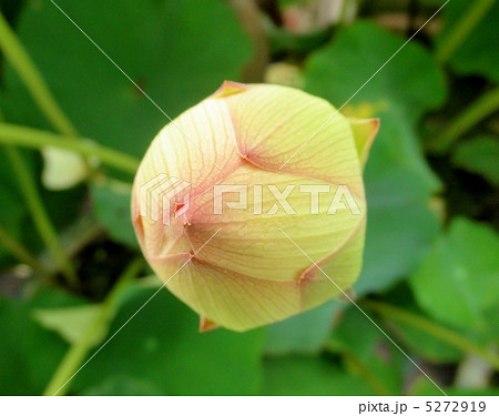 蓮の花 黄陽 キヨウ 花言葉 純真な心 Lotus Flowerの写真素材