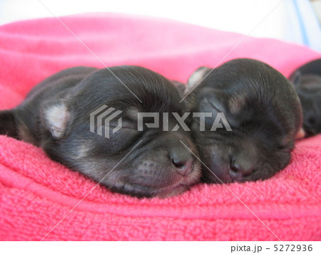 仔犬 仔犬 5272936