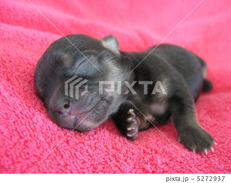 仔犬 仔犬 5272937