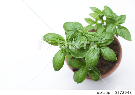 バジル バジル 5272948