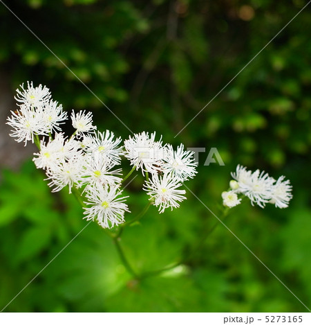 カラマツソウ 5273165