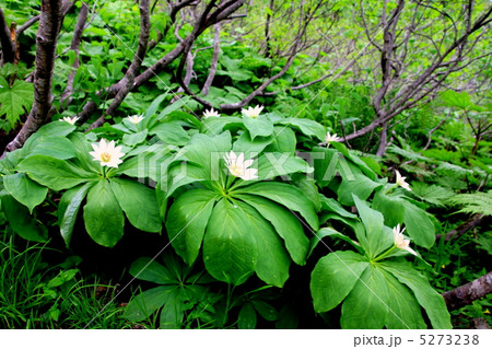 尾瀬国立公園 燧ケ岳に咲くキヌガサソウの花の写真素材