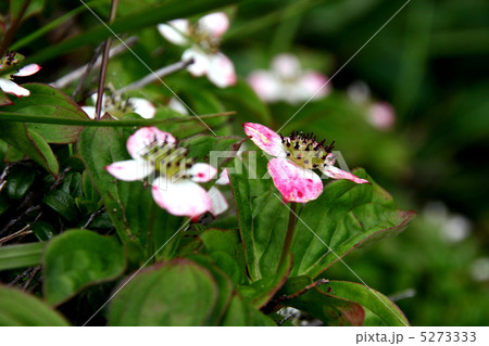 尾瀬国立公園　燧ケ岳に咲く高山植物 5273333