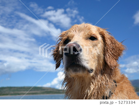 ゴールデンレトリバー　夏 5273334