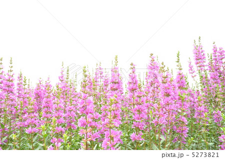 満開のミソハギ(禊萩) 満開のミソハギ(禊萩) 5273821