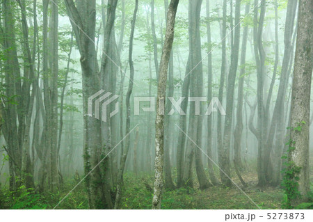 美しい霧のブナ林 美しい霧のブナ林 5273873