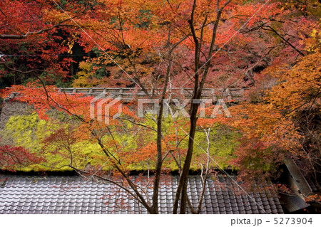 北嵯峨の紅葉 北嵯峨の紅葉 5273904