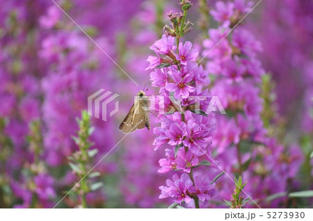 禊萩(ミソハギ)と一文字セセリ 禊萩(ミソハギ)と一文字セセリ 5273930