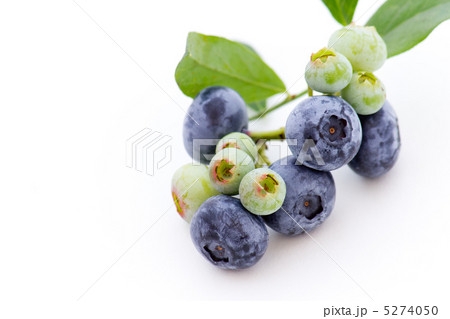 ブルーベリー ブルーベリー 5274050