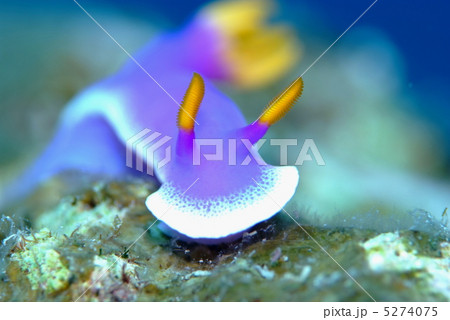 ウミウシ 5274075