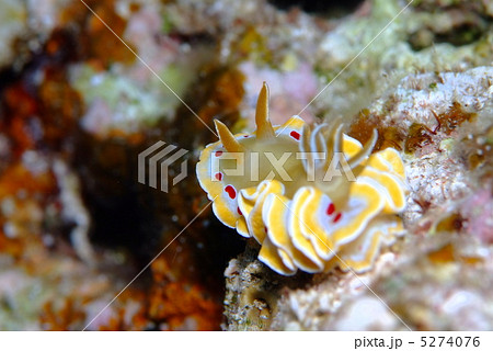 ウミウシ 5274076