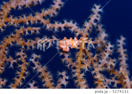 ピグミーシーホース ピグミーシーホース 5274131