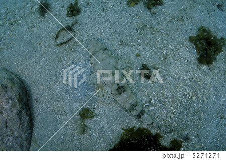 ワニゴチ 5274274