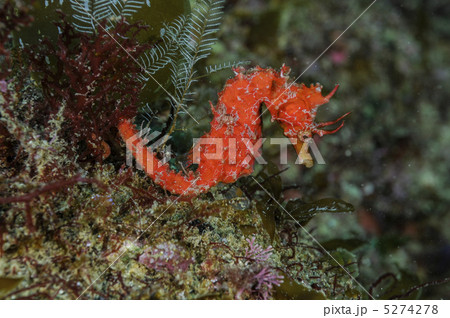 ハナタツ 5274278