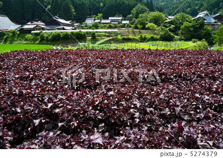 大原の里のシソ畑 5274379