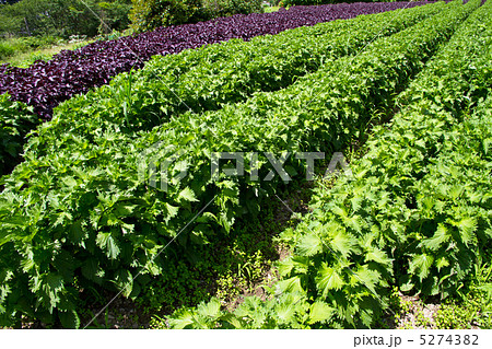 大原の里のシソ畑 大原の里のシソ畑 5274382