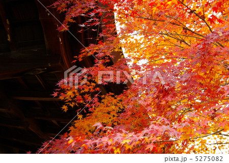 紅葉 5275082