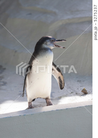 フンボルトペンギンのこども 5275237