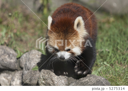 レッサーパンダ 5275314
