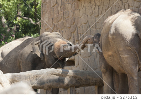 天王寺動物園のゾウ 5275315