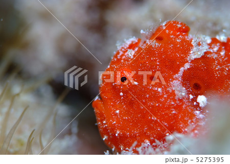 カエルアンコウ カエルアンコウ 5275395