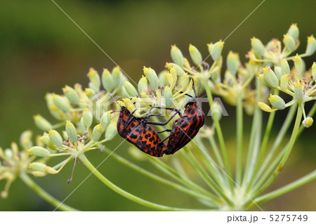 アカスジカメムシ アカスジカメムシ 5275749