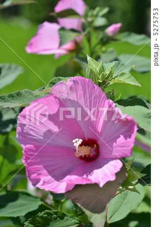 ムクゲの花 ムクゲの花 5275753
