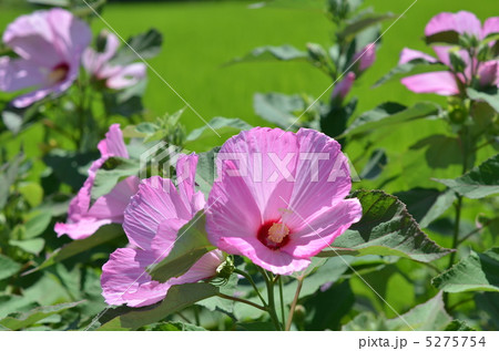 ムクゲの花 5275754