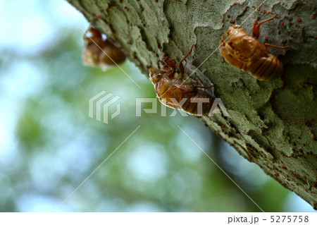 セミ　脱け殻 5275758